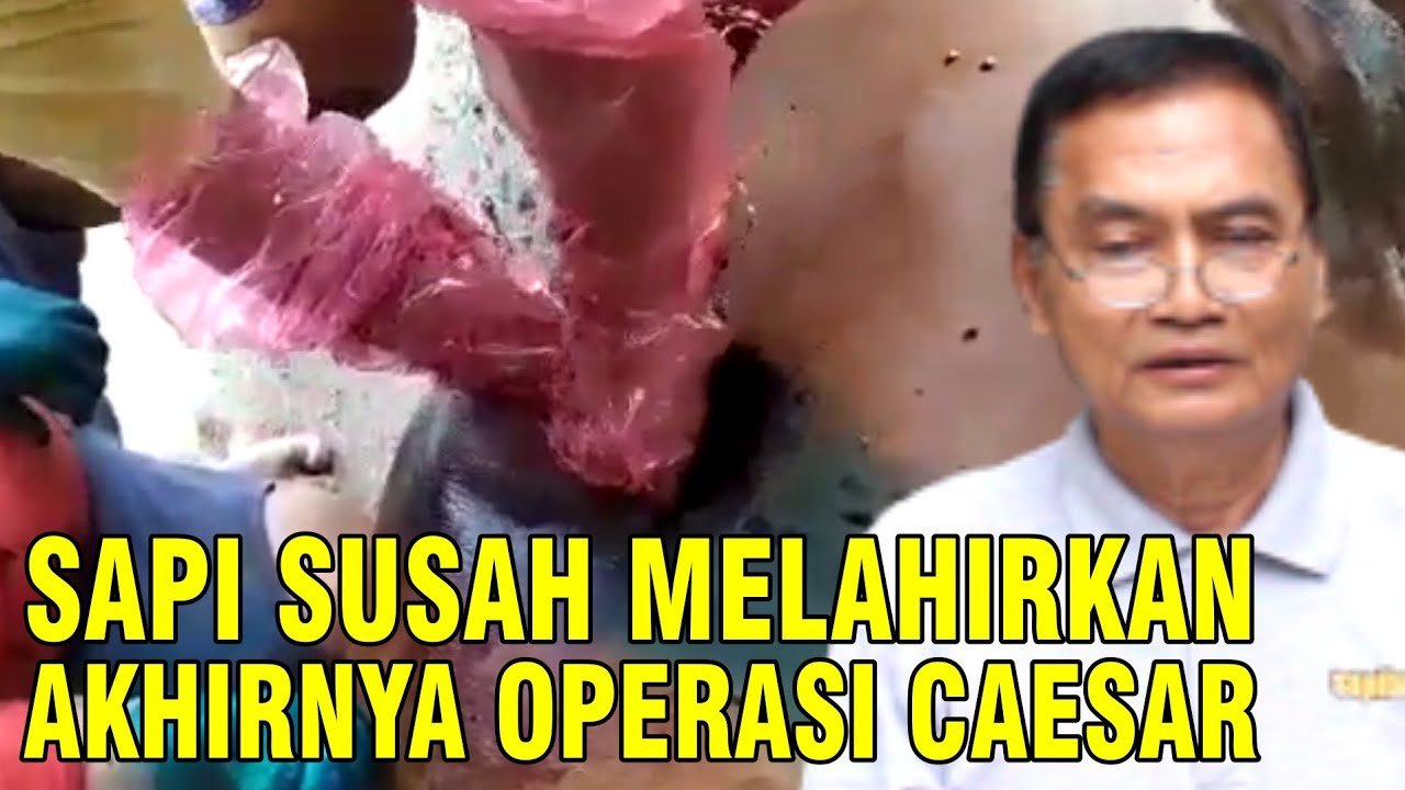 
                                 Proses-Melahirkan-Caesar-Sapi